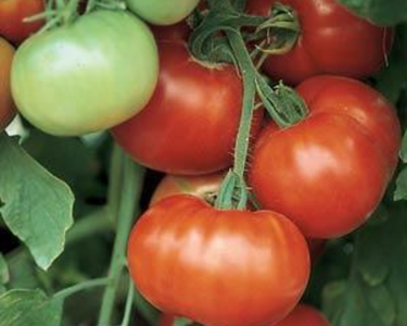 Super Fantastic Hybrid Tomato Seeds